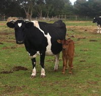 Animal Land Children's Farm - Surfers Gold Coast