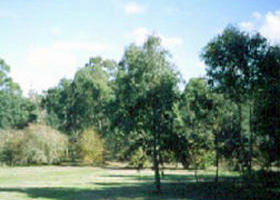 Sweeneys Flat - Surfers Gold Coast 0