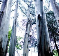 Dandenong Ranges National Park - Surfers Gold Coast