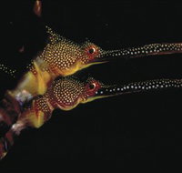 Eagle Rock Marine Sanctuary - Surfers Gold Coast
