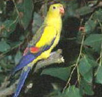 Lake Hindmarsh Reserve - Surfers Gold Coast