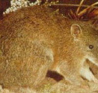 The Pines Flora and Fauna Reserve - Surfers Gold Coast