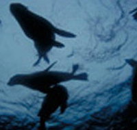 The Arches Marine Sanctuary - Surfers Gold Coast