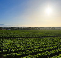GREENSTONE VINEYARDS - Surfers Gold Coast