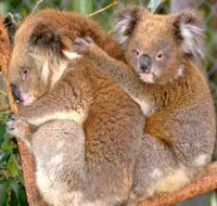 Shoalhaven Zoo - Surfers Gold Coast