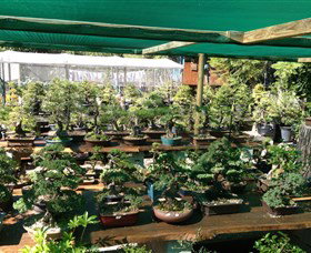 Bonsai At The Bay - Surfers Gold Coast 0