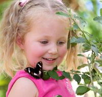 Coffs Harbour Butterfly House - Surfers Gold Coast