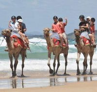 Camel Rides with Coffs Coast Camels - Surfers Gold Coast