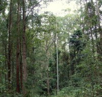 Bongil Bongil National Park - Surfers Gold Coast