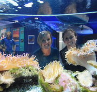 Solitary Islands Aquarium - Surfers Gold Coast