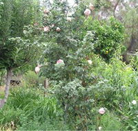 Tombstone Estate Vineyard - Surfers Gold Coast