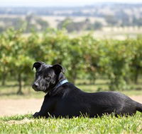 Moothi Estate Vineyard and Cellar Door - Surfers Gold Coast