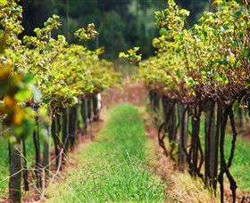 Fussy Grape Winery - Surfers Gold Coast 1