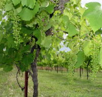 Holland Wines - Surfers Gold Coast