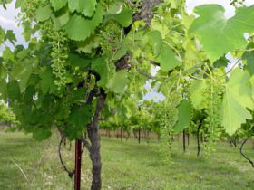 Holland Wines - Surfers Gold Coast 0