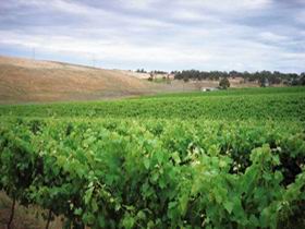 Uleybury Wines - Surfers Gold Coast 2