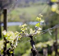 Mount Cole WineWorks - Surfers Gold Coast