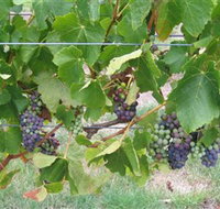 Dinny Goonan Wines - Surfers Gold Coast