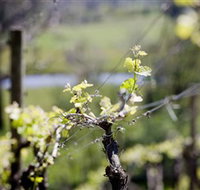 Barrgowan Vineyard - Surfers Gold Coast