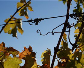 Blackjack Vineyards - Surfers Gold Coast 1