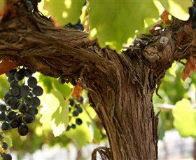 Blackjack Vineyards - Surfers Gold Coast 0