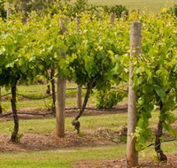 Mt Coghill Vineyard - Surfers Gold Coast