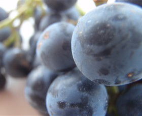 Cannibal Creek Vineyard - Surfers Gold Coast 2