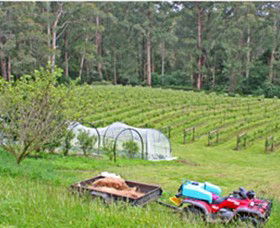 Peveril Vineyard/Beechy Berries - Surfers Gold Coast 1