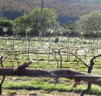 Three Willows Vineyard - Surfers Gold Coast
