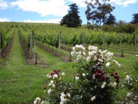 Pembroke Estate Vineyard - Surfers Gold Coast 0