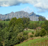 Lake Barrington Vineyard - Surfers Gold Coast