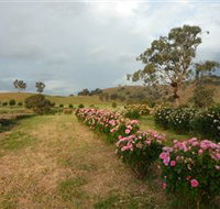 Damasque Rose Oil Farm - Surfers Gold Coast