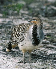 Yongergnow Australian Malleefowl Centre - Surfers Gold Coast 0