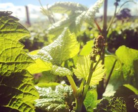 Punt Road Winery - Surfers Gold Coast 0