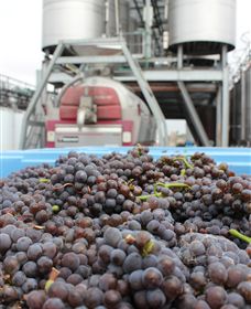 Punt Road Winery - Surfers Gold Coast 4