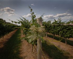 Punt Road Winery - Surfers Gold Coast 7