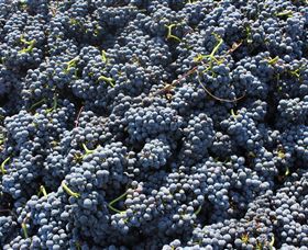 Punt Road Winery - Surfers Gold Coast 6