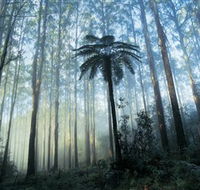 Yarra Ranges National Park - Surfers Gold Coast