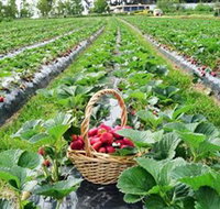 Blue Hills Berries  Cherries - Surfers Gold Coast