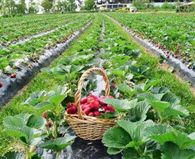Blue Hills Berries & Cherries - Surfers Gold Coast 0