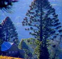 Bunya Mountains National Park - Surfers Gold Coast