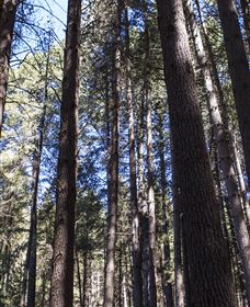 Sugarpine Walk - Surfers Gold Coast 1