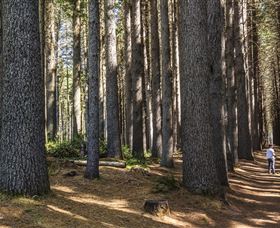 Sugarpine Walk - Surfers Gold Coast 0