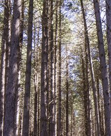 Sugarpine Walk - Surfers Gold Coast 3