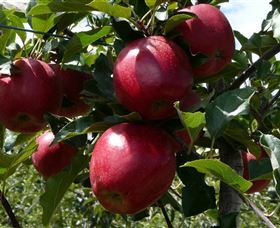 Wilgro Orchards - Surfers Gold Coast 3