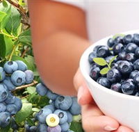 Jolly Berries - Surfers Gold Coast