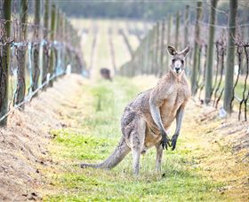 Yabby Lake Vineyard & Cellar Door - Surfers Gold Coast 8