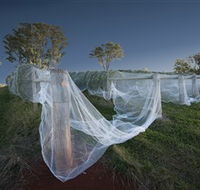 Toppers Mountain Wines - Surfers Gold Coast