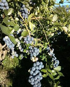 Gunnadoo Berries - Surfers Gold Coast 2