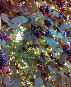 Gunnadoo Berries - Surfers Gold Coast 0